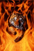 200x200-bengaltigerjumpingflames.jpg