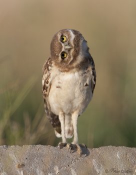 450x350-owl.jpg